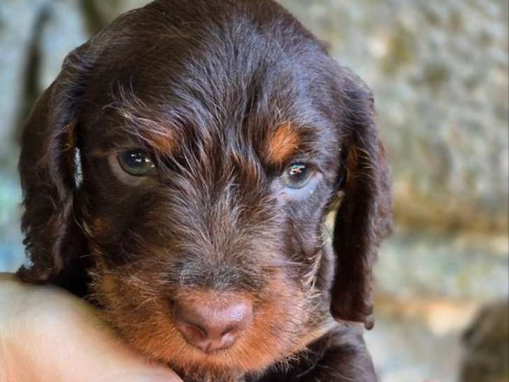 1 chiot mâle Teckel Nain poil dur LOF à réserver