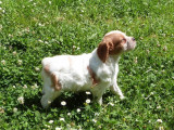 À réserver, 2 chiots mâles Épagneuls Bretons LOF