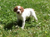 À réserver, 2 chiots mâles Épagneuls Bretons LOF