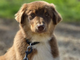 1 chiot femelle Berger Australien LOF disponible à la vente