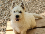 Chiot mâle Westie LOF à vendre
