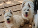 Chiot mâle Westie LOF à vendre