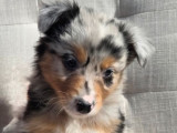 À réserver, chiots Bergers Australiens (LOF)