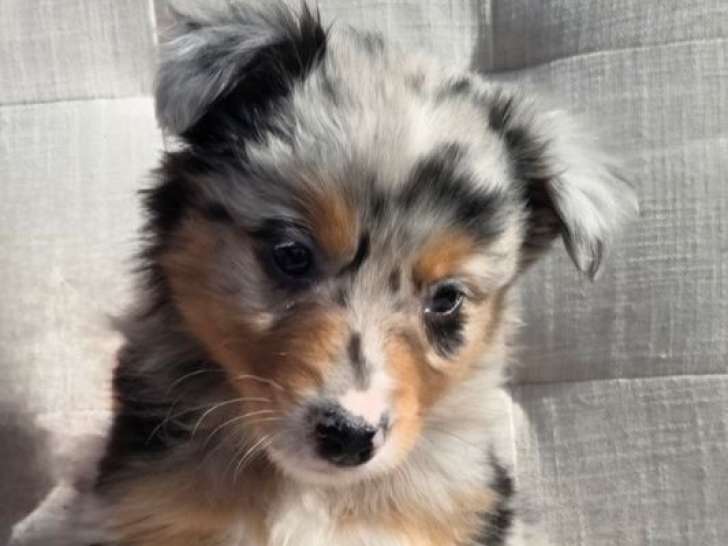 À réserver, chiots Bergers Australiens (LOF)