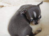 2 chiots mâles Chihuahua disponibles à la réservation (LOF)