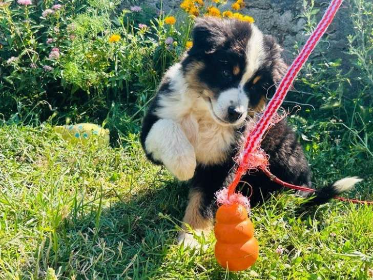 À réserver, 4 chiots femelles Bergers Australiens (LOF)