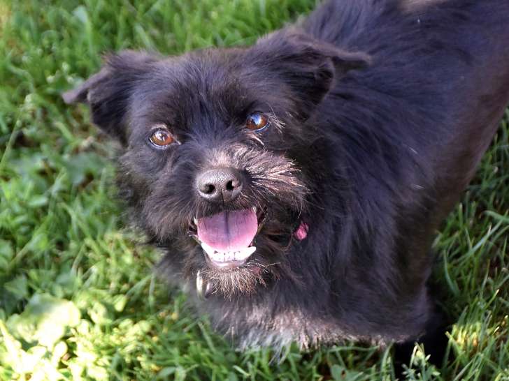 Elio, jeune chien à adopter
