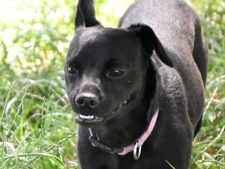 Maé, jeune chienne à adopter