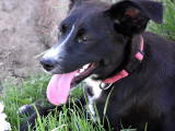 Zora, jeune chienne à adopter