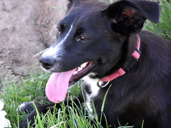 Zora, jeune chienne à adopter