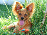 Un chiot Russkiy Toy mâle LOF disponible à la vente