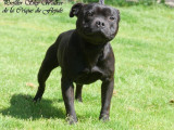 À vendre un chien Staffordshire Bull Terrier LOF de 5 ans