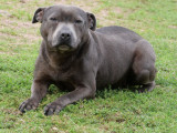 Disponible à l’achat une chienne Staffordshire Bull Terrier LOF bleue de 6 ans