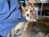 Des chiots Beagles femelles LOF à vendre