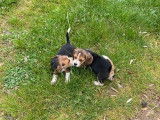 Des chiots Beagles femelles LOF à vendre