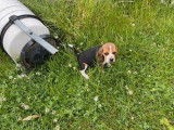 Des chiots Beagles femelles LOF à vendre