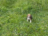 Des chiots Beagles femelles LOF à vendre