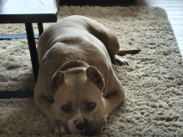 Chienne American Bully XL à vendre
