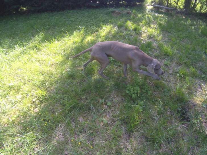 Un chien Braque de Weimar de 7 ans LOF disponible à la réservation