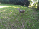 À vendre une chienne Braque de Weimar de 5 ans (LOF)
