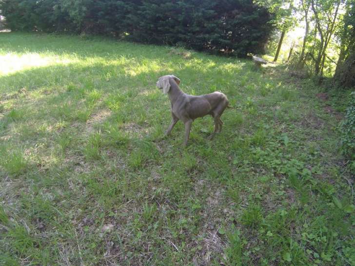 À vendre une chienne Braque de Weimar de 5 ans (LOF)