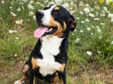 Un chien Bouvier de l’Entlebuch de 2 ans à vendre (LOF )