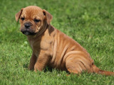 À réserver 10 chiots Bulldog Continental (LOF)