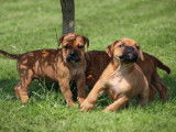 À réserver 10 chiots Bulldog Continental (LOF)