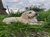 Chiots Golden Retriever à vendre