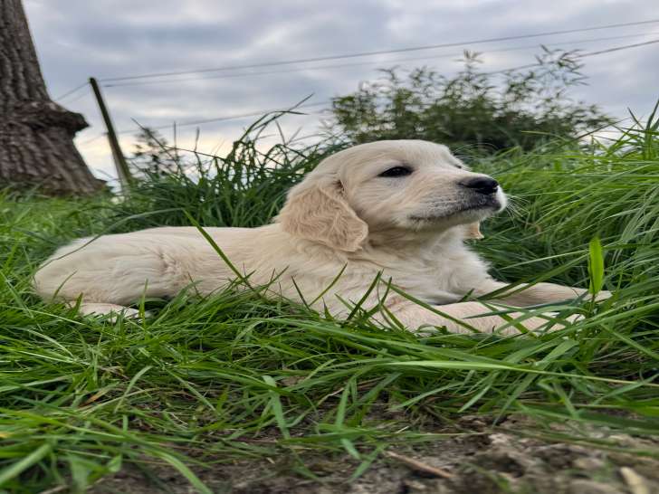 Chiots Golden Retriever à vendre
