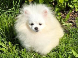 Un chiot mâle Spitz Nain Poméranien blanc à vendre (LOF)