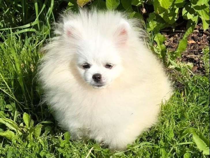 Un chiot mâle Spitz Nain Poméranien blanc à vendre (LOF)