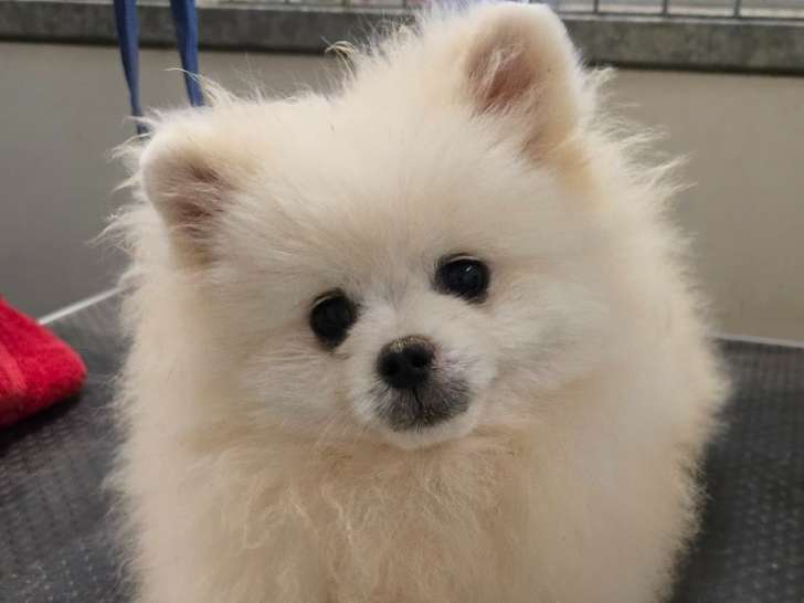 Un chiot mâle Spitz Nain Poméranien blanc à vendre (LOF)