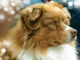 Un chien adulte Berger Australien LOF disponible pour une saillie