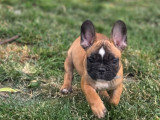 Des chiots Bouledogues Français LOF disponibles à l’achat