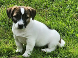1 chiot mâle Jack Russell Terrier à vendre (LOF)