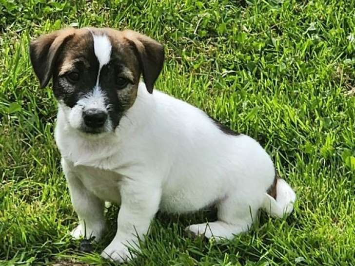 1 chiot mâle Jack Russell Terrier à vendre (LOF)