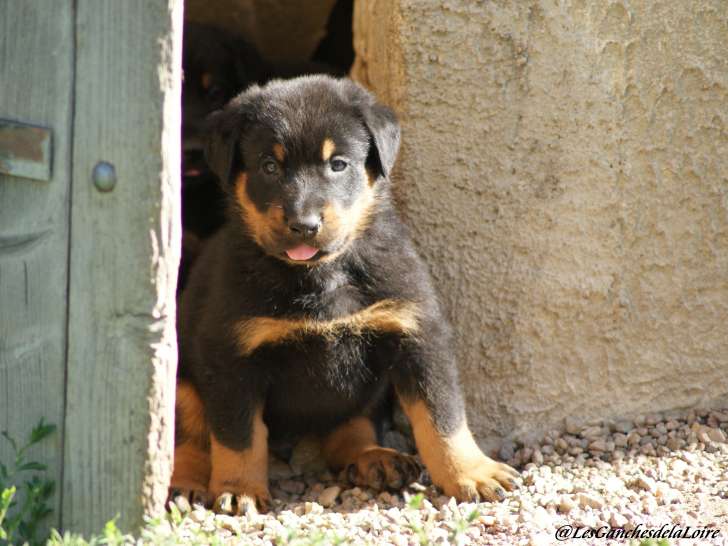 Chiots Berger de Beauce noir et feu LOF à vendre