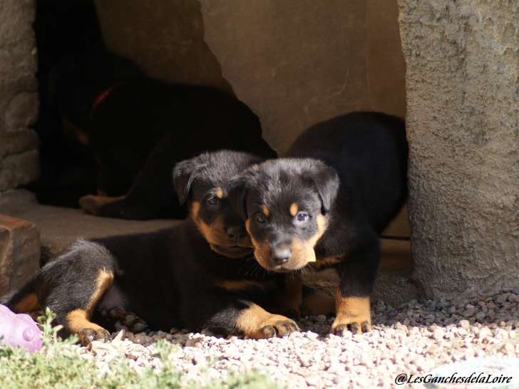 Chiots Berger de Beauce noir et feu LOF à vendre