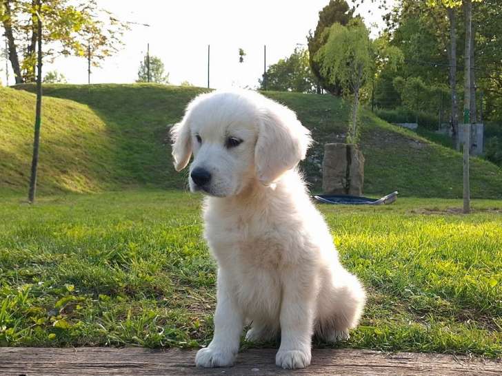 Des chiots Golden Retrievers disponibles à la vente (LOF)
