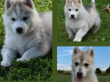 Mise en vente de chiots Laïka de Yakoutie (LOF)
