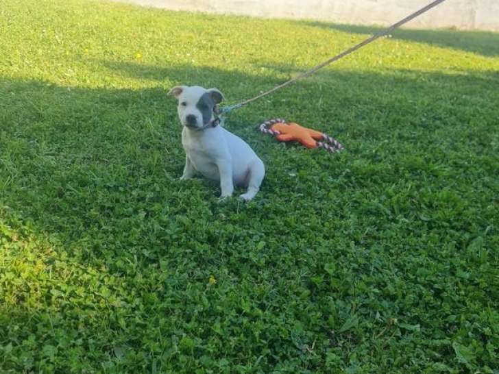 À vendre un chiot mâle Staffordshire Bull Terrier LOF bicolore