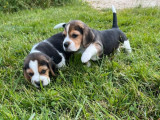 Disponibles à l’achat 2 chiots mâles Beagles (LOF)