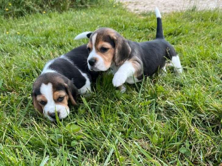 Disponibles à l’achat 2 chiots mâles Beagles (LOF)
