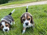 Disponibles à l’achat 2 chiots mâles Beagles (LOF)