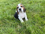 Disponibles à l’achat 2 chiots mâles Beagles (LOF)