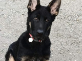 6 chiots Bergers Allemands LOF à réserver