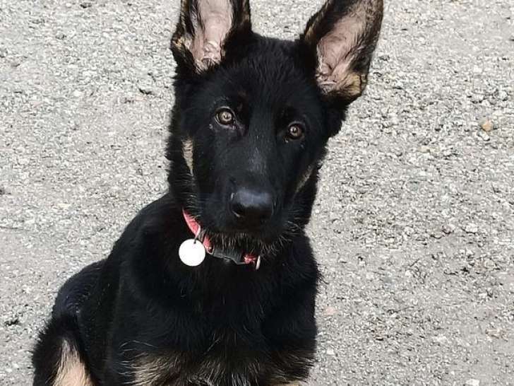 6 chiots Bergers Allemands LOF à réserver