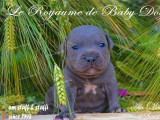 7 chiots Staffordshire Bull Terriers bleus disponibles à la réservation (LOF)