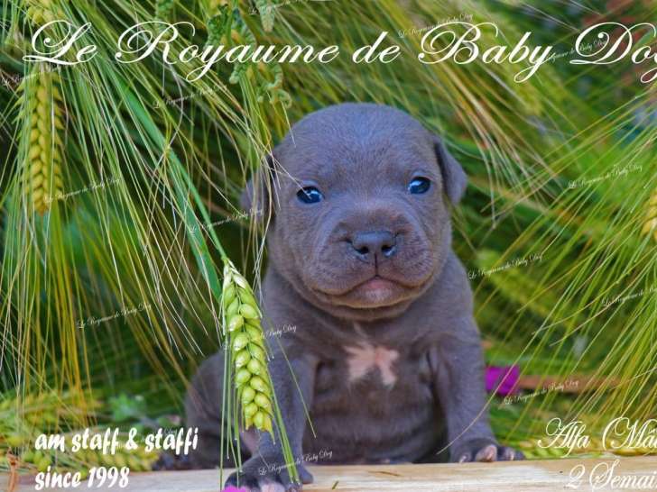 7 chiots Staffordshire Bull Terriers bleus disponibles à la réservation (LOF)